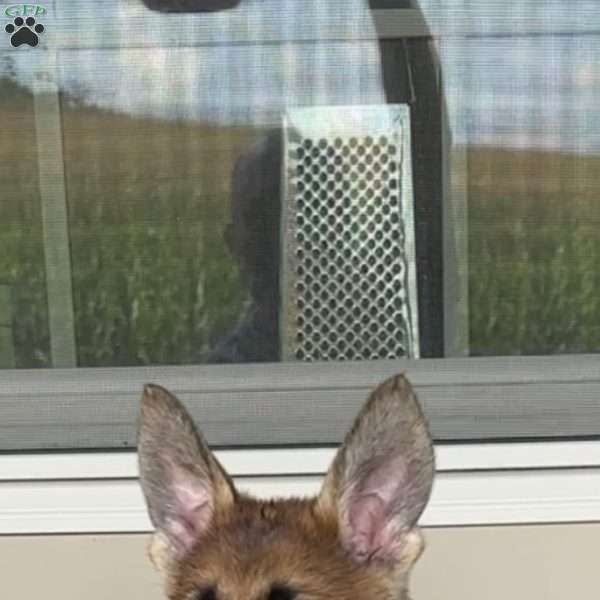 Bella, German Shepherd Puppy